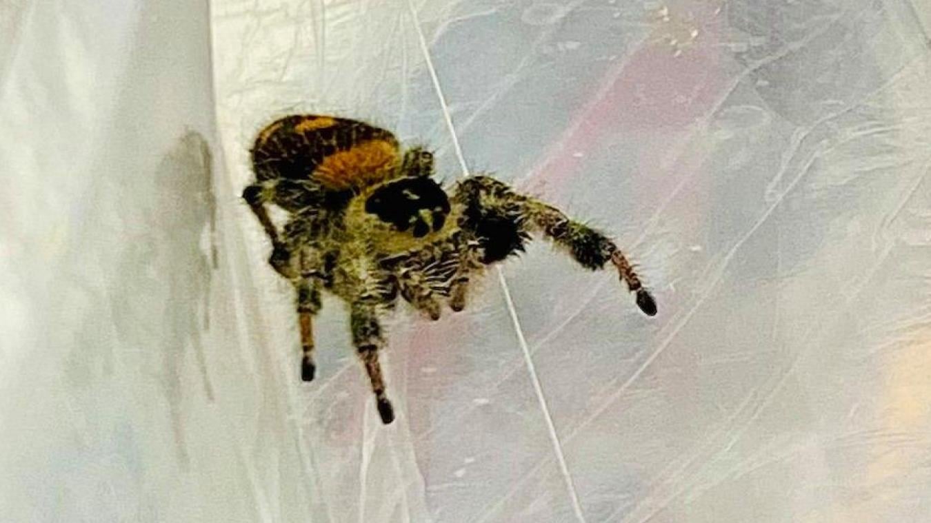 Une araignée exotique, cachée dans un ananas, a causé une belle frayeur à couple de Douaisiens